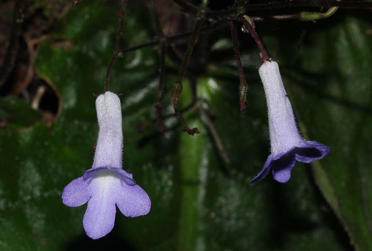 Streptocarpus grandis subsp. septentrionalis