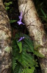 Streptocarpus grandis subsp. septentrionalis