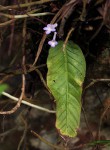 Streptocarpus grandis subsp. septentrionalis