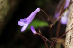 Streptocarpus grandis subsp. septentrionalis