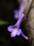 Streptocarpus grandis subsp. septentrionalis