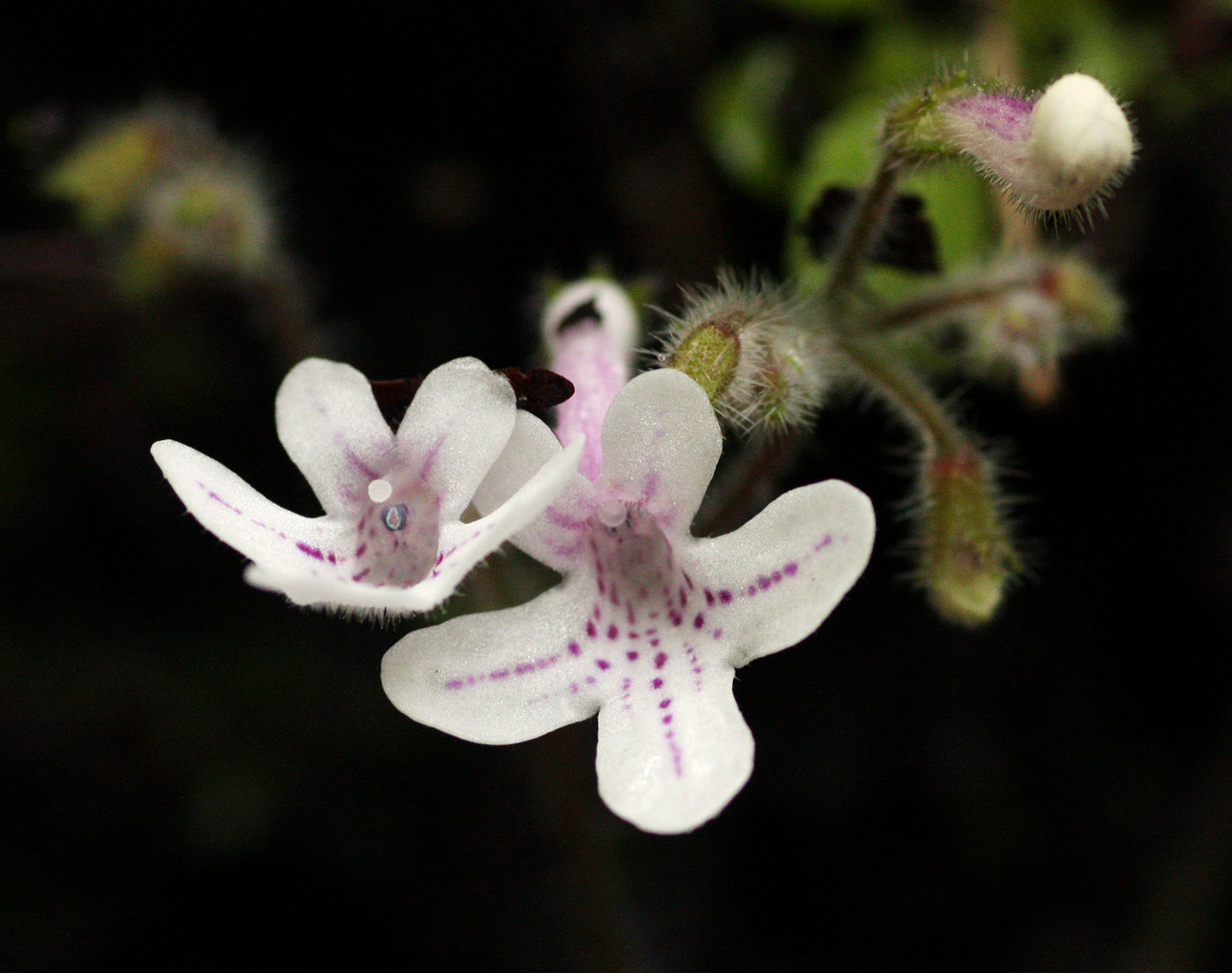 Streptocarpus hirticapsa