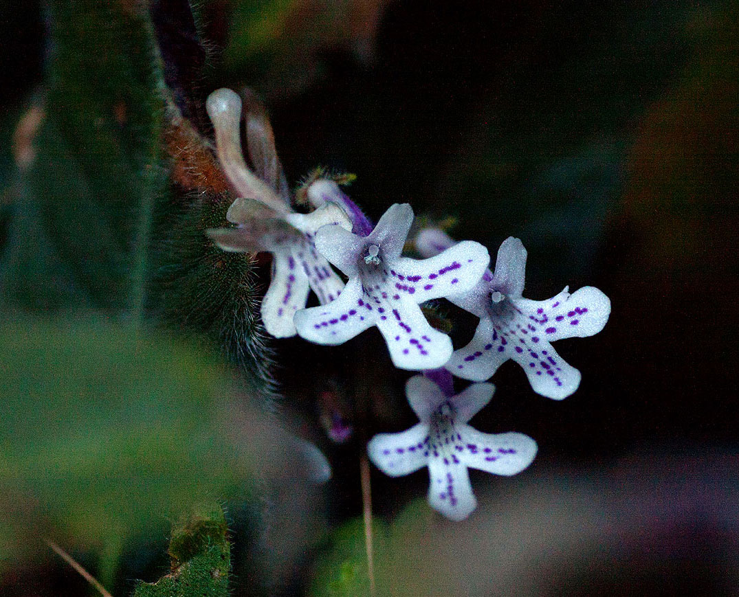 Streptocarpus hirticapsa