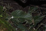Streptocarpus hirticapsa