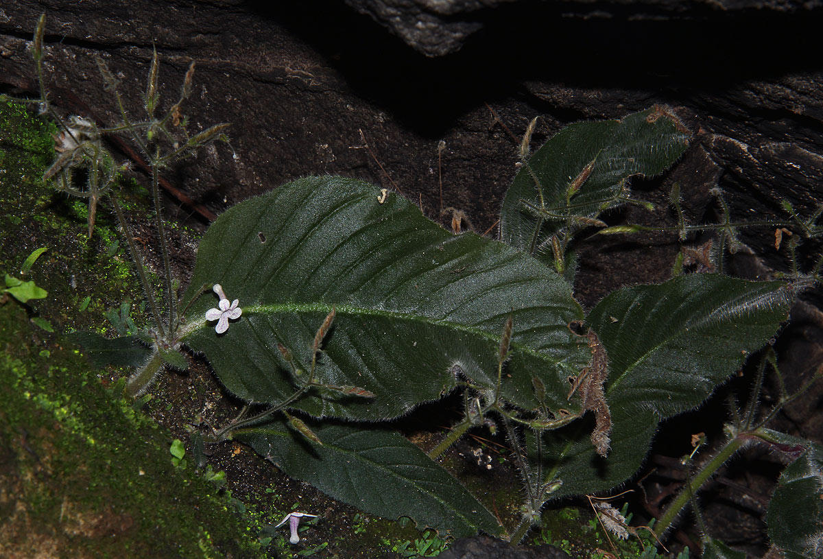 Streptocarpus hirticapsa