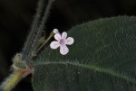 Streptocarpus hirticapsa