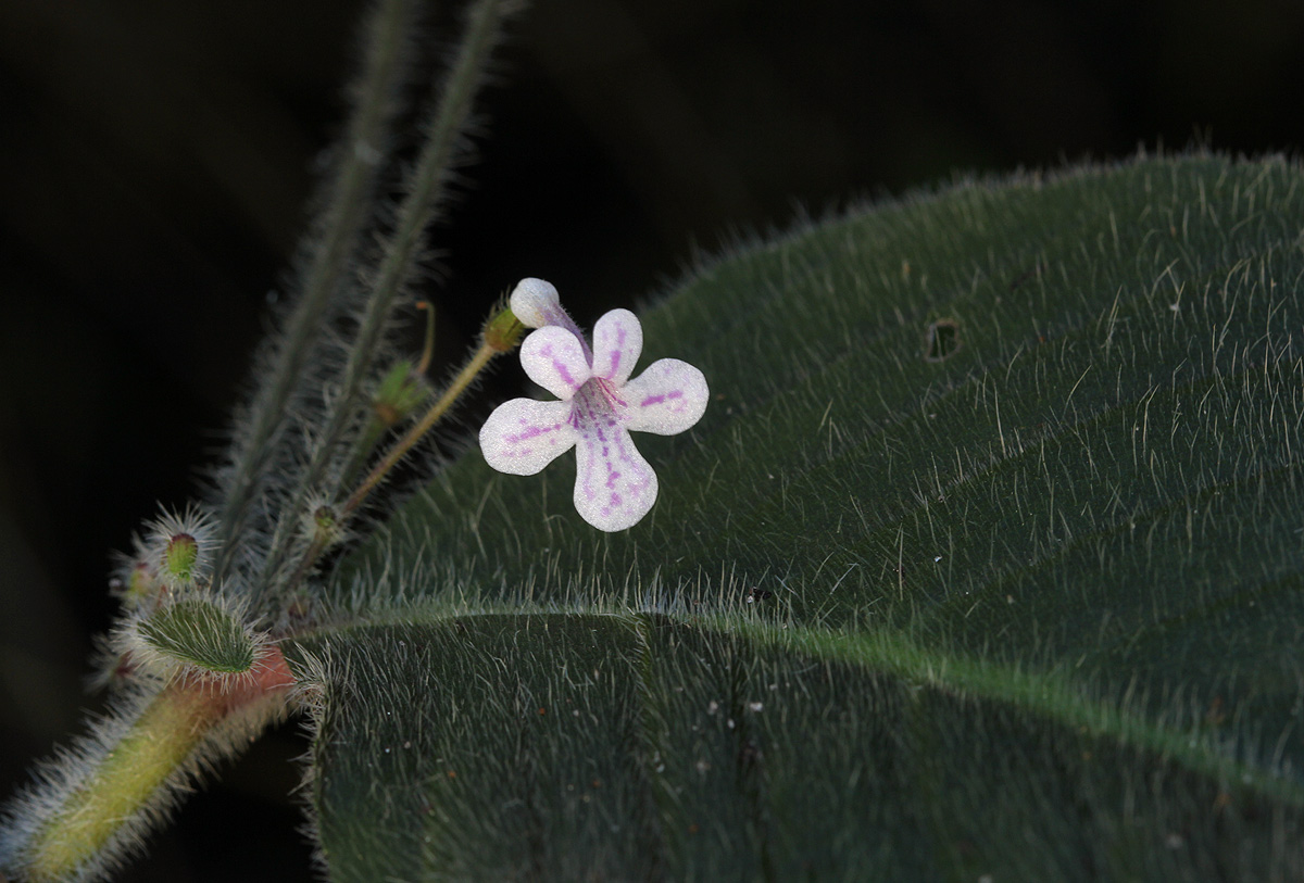 Streptocarpus hirticapsa