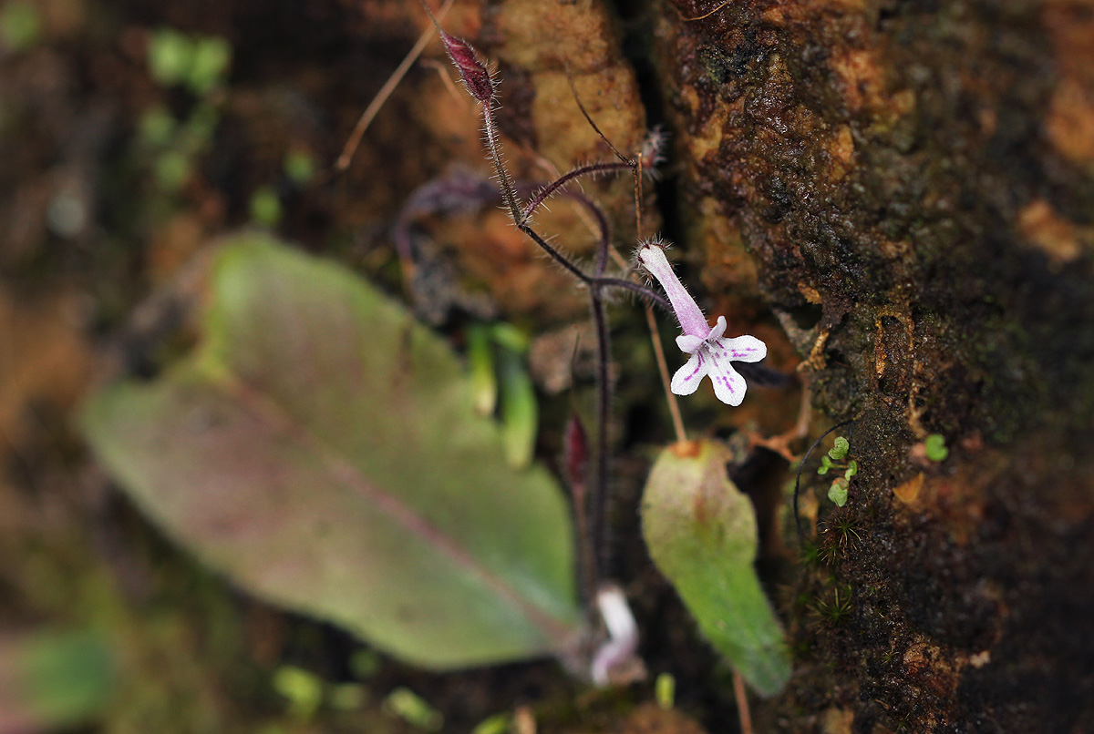 Streptocarpus hirticapsa