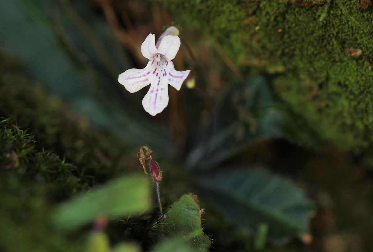 Streptocarpus hirticapsa