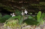 Streptocarpus hirticapsa