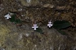 Streptocarpus hirticapsa