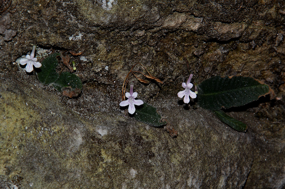 Streptocarpus hirticapsa