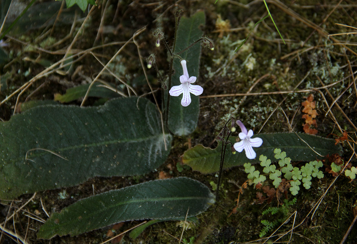 Streptocarpus hirticapsa