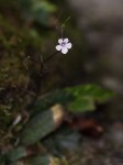 Streptocarpus hirticapsa