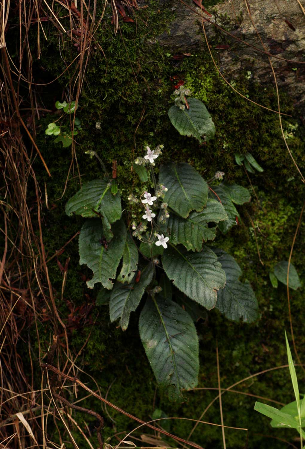 Streptocarpus hirticapsa