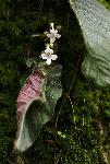Streptocarpus hirticapsa