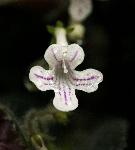 Streptocarpus hirticapsa