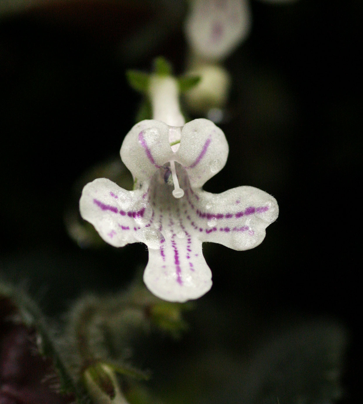 Streptocarpus hirticapsa