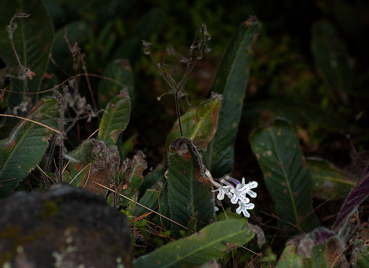 Streptocarpus hirticapsa