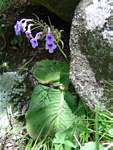 Streptocarpus michelmorei