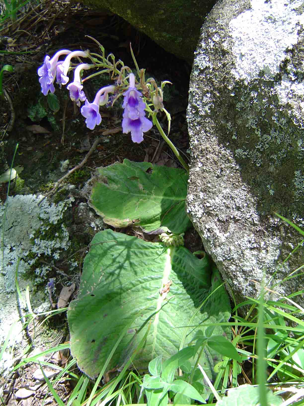 Streptocarpus michelmorei