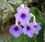 Streptocarpus michelmorei