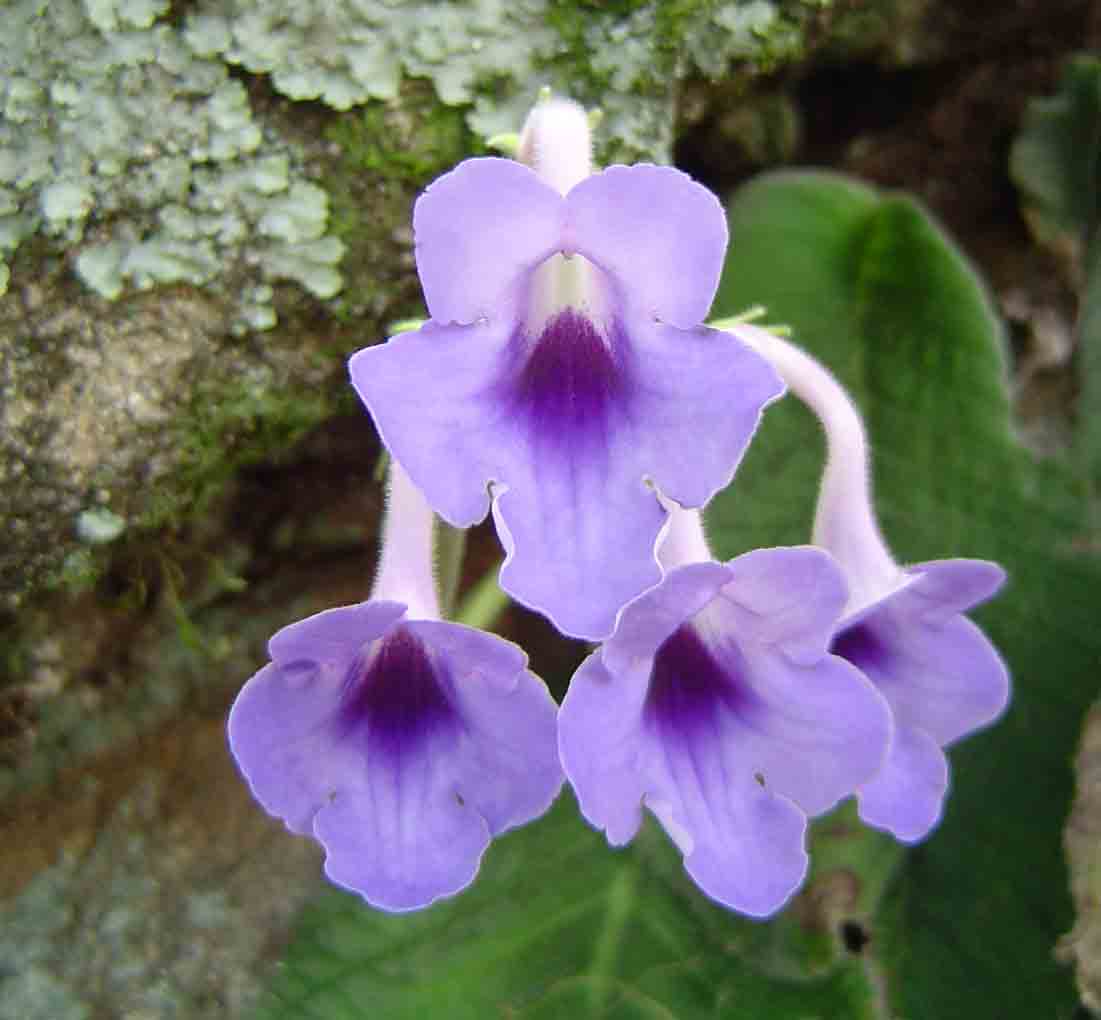 Streptocarpus michelmorei