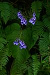 Streptocarpus michelmorei