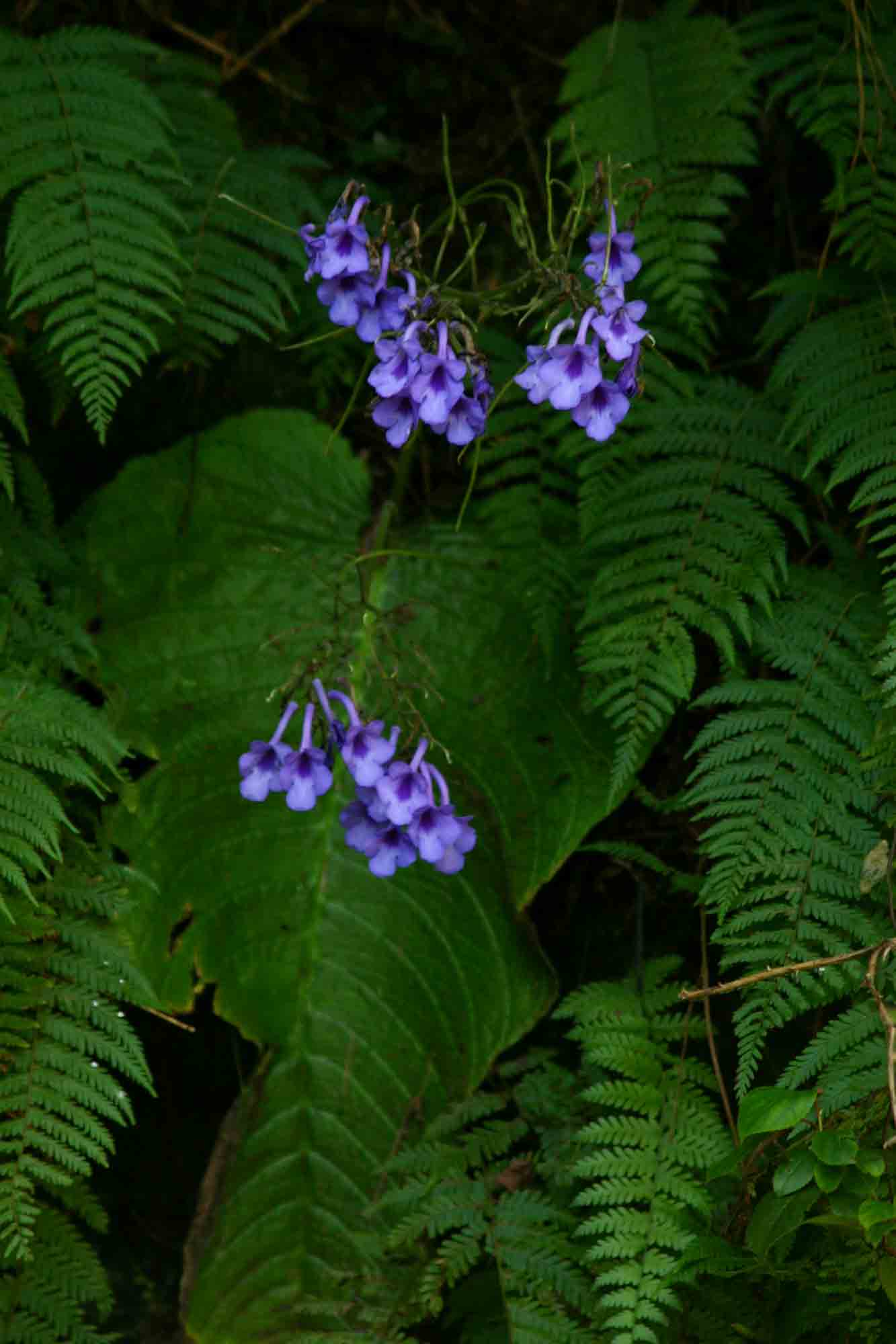 Streptocarpus michelmorei