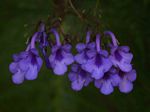 Streptocarpus michelmorei