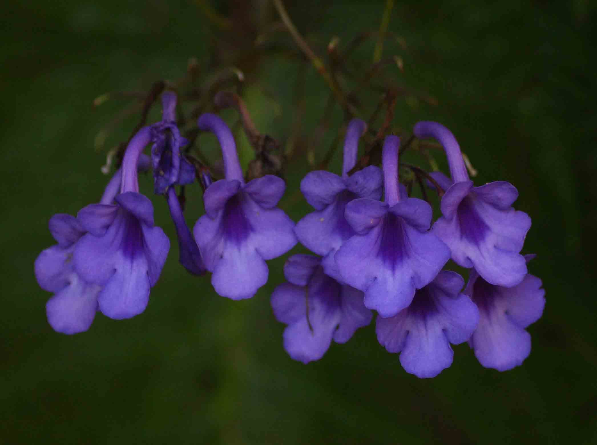 Streptocarpus michelmorei