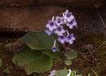 Streptocarpus michelmorei
