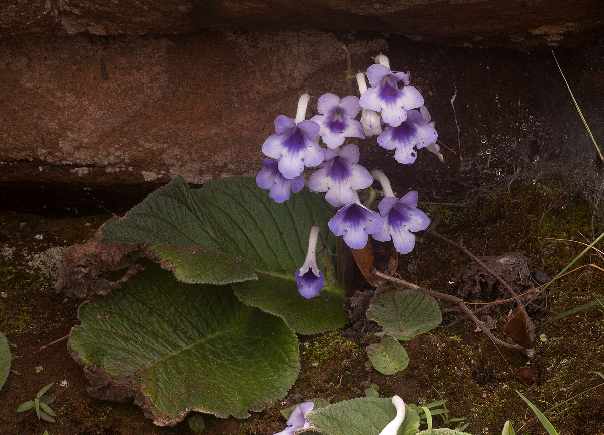 Streptocarpus michelmorei