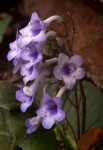 Streptocarpus michelmorei