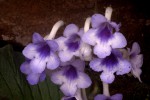 Streptocarpus michelmorei