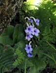 Streptocarpus michelmorei