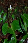 Streptocarpus umtaliensis