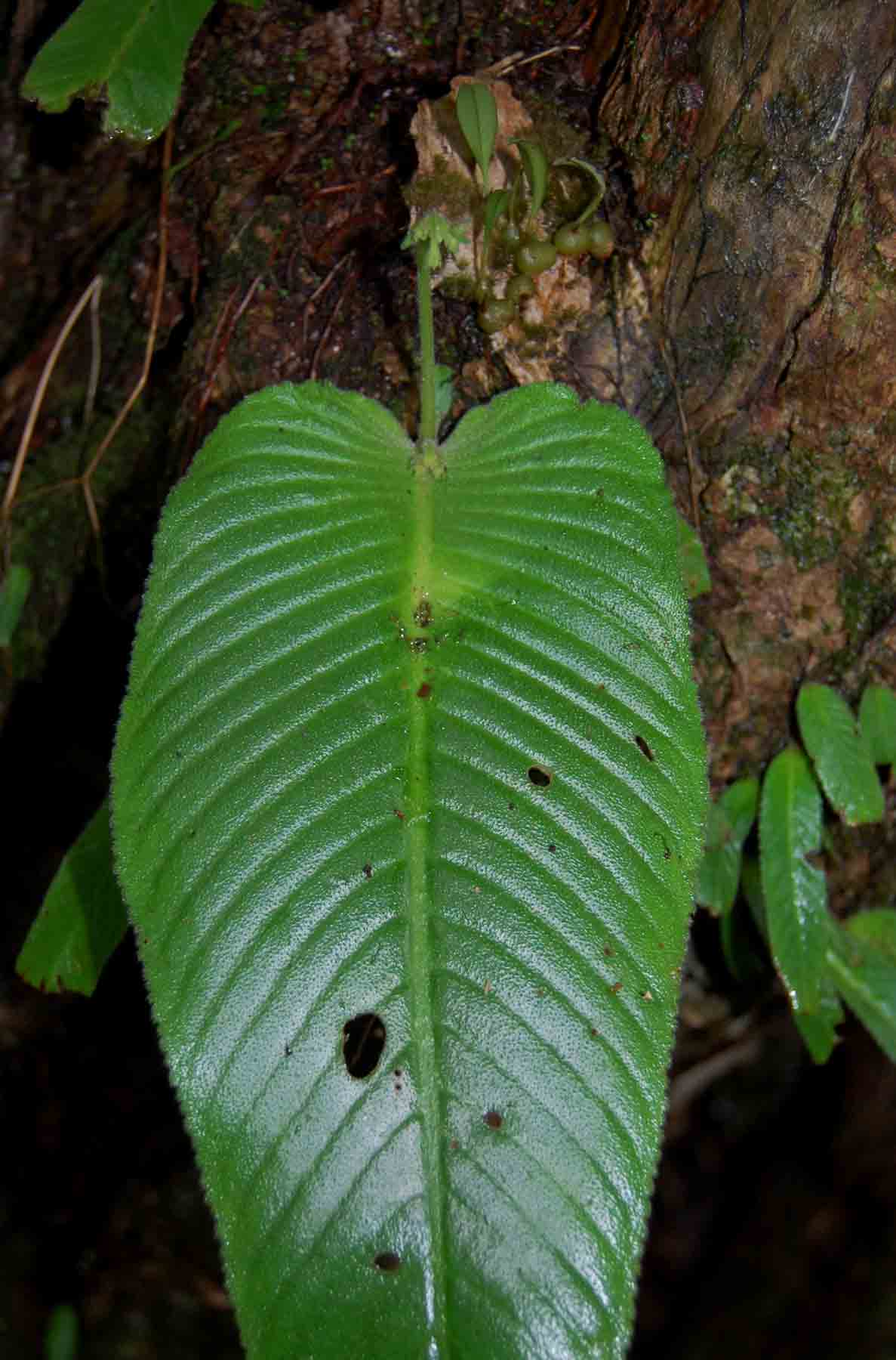 Streptocarpus umtaliensis