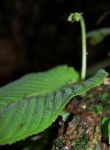 Streptocarpus umtaliensis