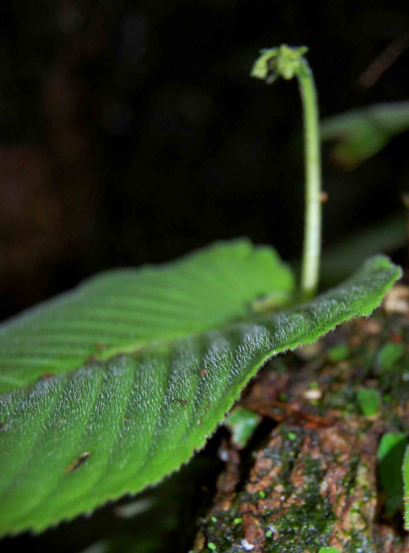 Streptocarpus umtaliensis