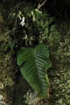 Streptocarpus umtaliensis