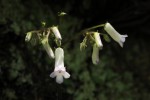 Streptocarpus umtaliensis