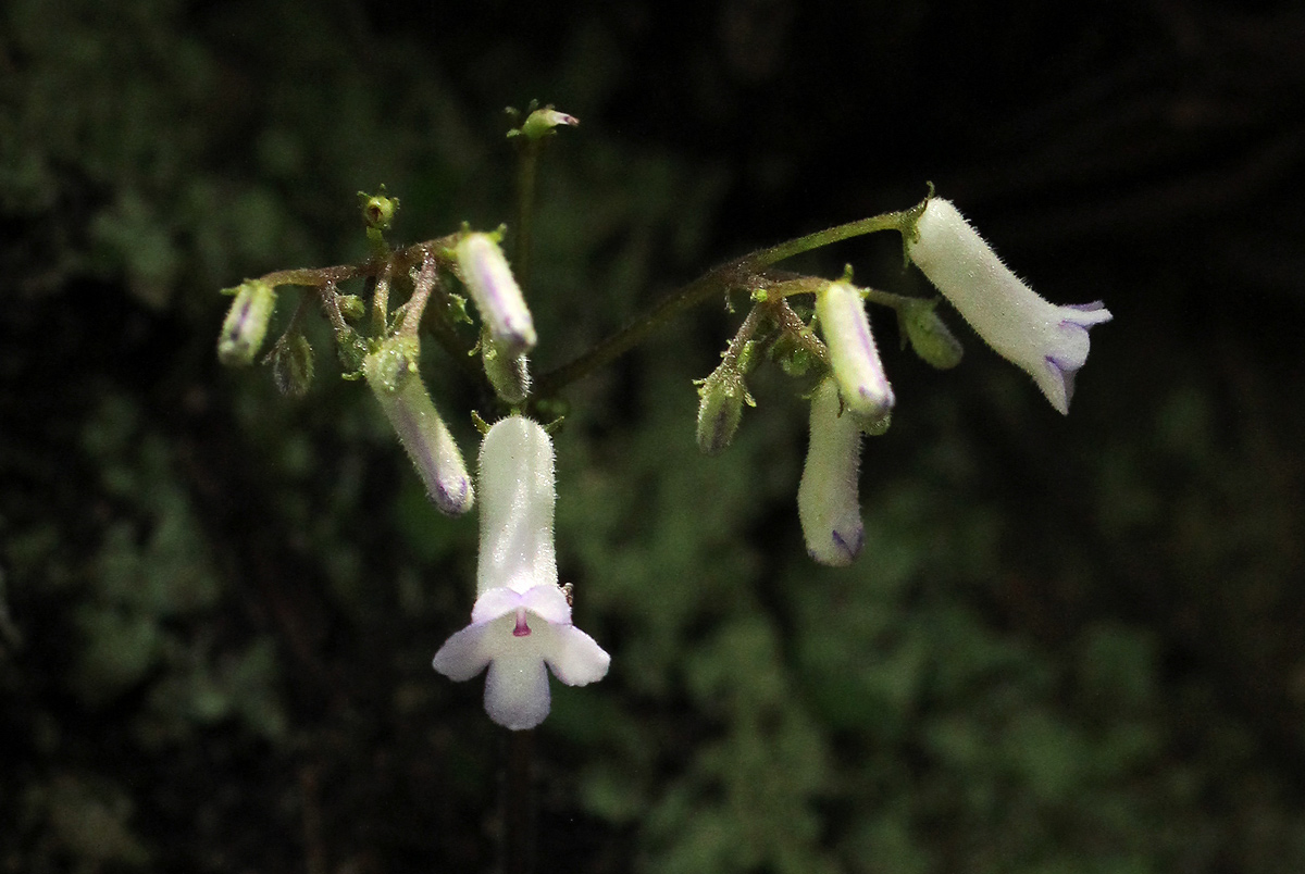 Streptocarpus umtaliensis