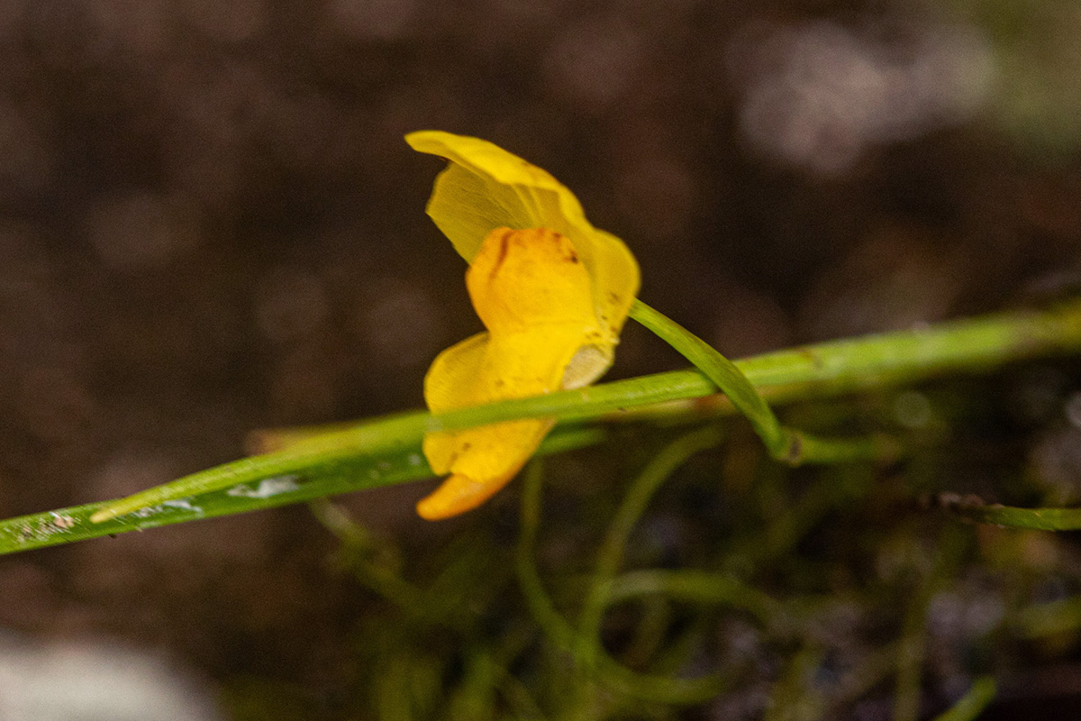 Utricularia gibba