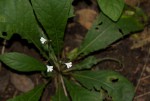 Elytraria acaulis