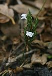 Elytraria acaulis