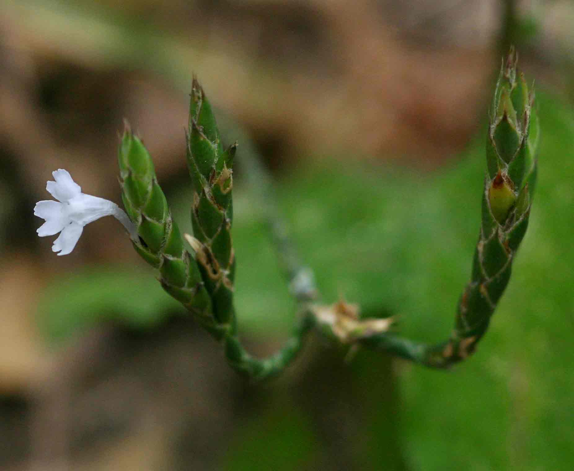 Elytraria acaulis