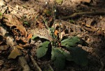 Elytraria acaulis