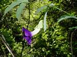 Thunbergia crispa