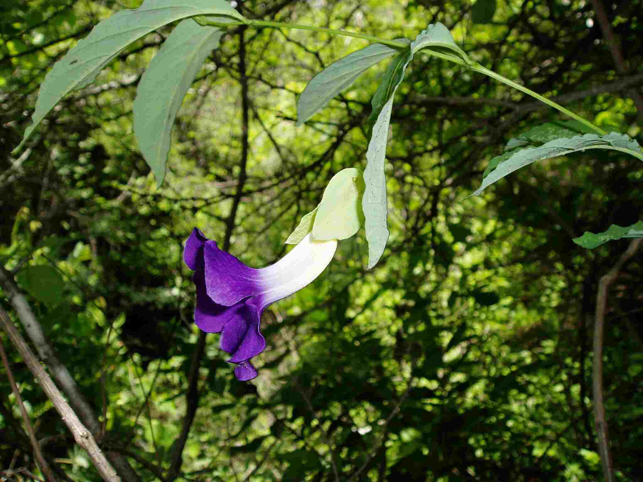 Thunbergia crispa